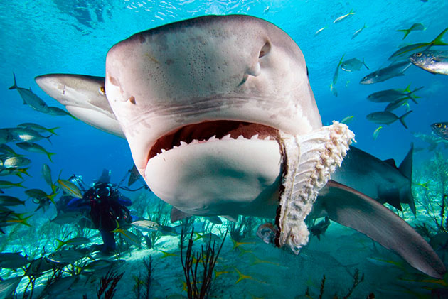 При сильном чувству голода тигровая акула может съесть что угодно - своих сородичей, падаль, жестяные банки и тд.