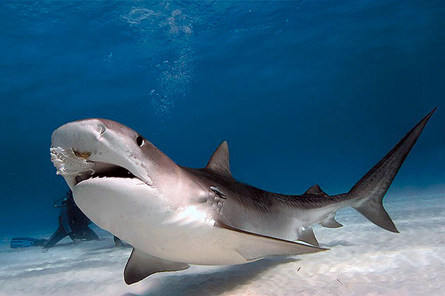 Основной рацион питания тигровой акулы - морские обитатели, но бывает что акула может поймать зазевавшуюся птицу