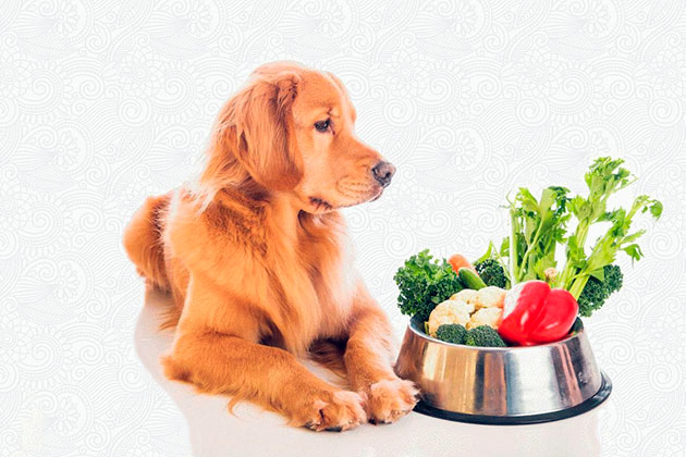 Одними из полезных овощей для собаки считается морковка, тыква и кабачок