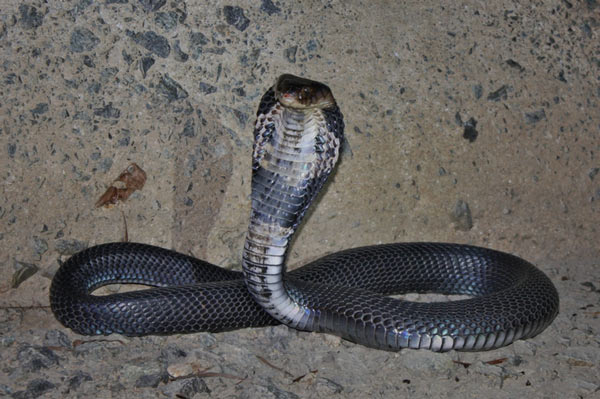 Китайская кобра - фото, описание, питание, размножение