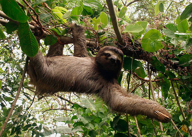 Ленивцы ведут одиночный образ жизни и большую часть времени проводят вися на дереве