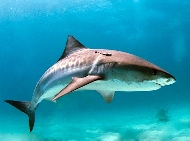 Тигровая акула - гроза тропических морей