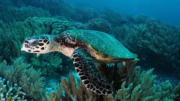 В природе, черепахи ведут одиночный образ жизни