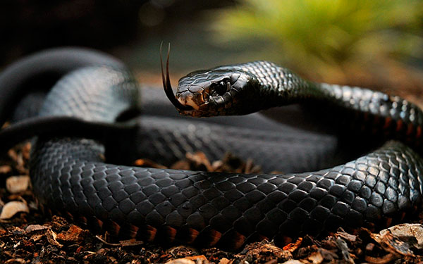 Тройка самых опасных змей - черная мамба