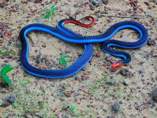 Домашние змеи - Голубой бунгарус