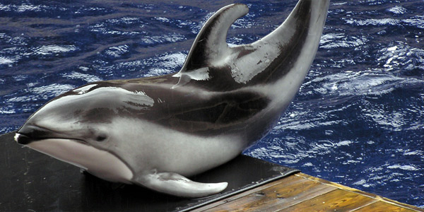 Беломордый дельфин - Редкие животные из красной книги
