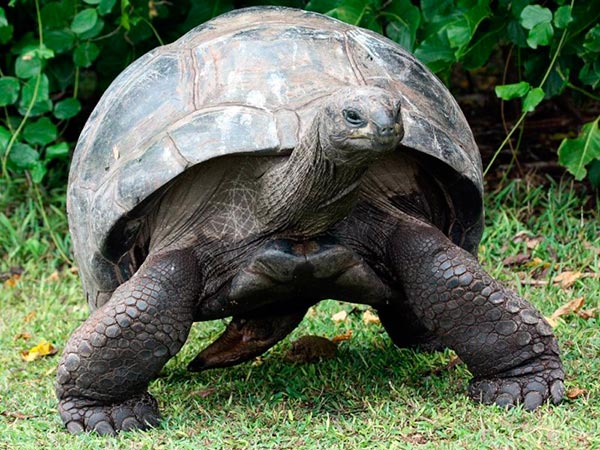 Сколько лет живут черепахи