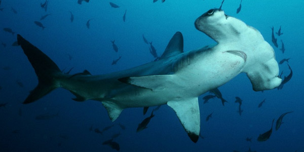 Акула-молот (Sphyrnidae) — Cамые большие акулы