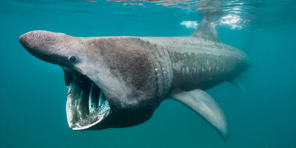 Гигантская акула («Cetorhinus Maximus») — Cамые большие акулы