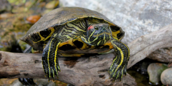 Красноухая черепаха - фото, описание, содержание, купить