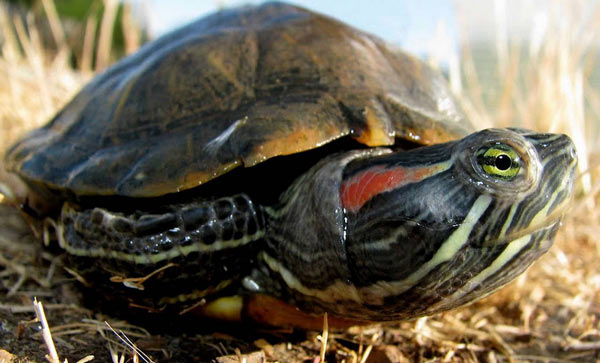 Красноухая черепаха - фото