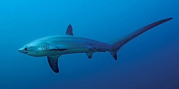 Лисья акула (Alopias vulpinus) — Cамые большие акулы