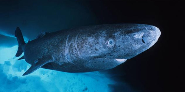 Полярная или ледовая акула (Somniosus microcephalus) — Cамые большие акулы