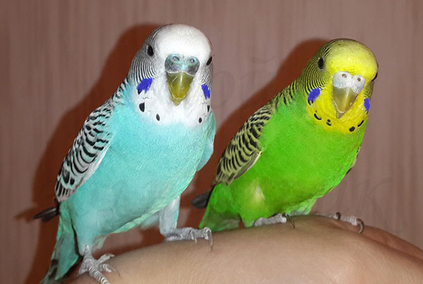 Волнистые попугаи в дикой природе могут дожить до 8 лет, в домашних условиях - могут дожить до 20