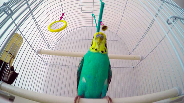 Клетку и аксессуары, которые вы купили для своего попугая необходимо обеззаразить - облить кипятком и протереть насухо