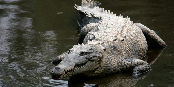 Острорылый американский крокодил (Crocodylus acutus)