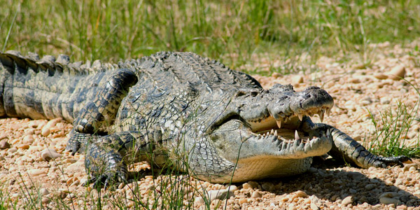 Нильский крокодил (Crocodylus niloticus)