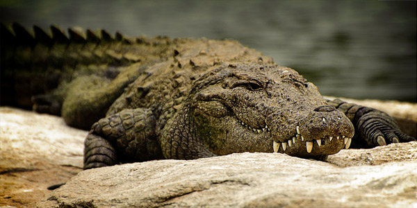 Болотный крокодил (Crocodylus palustris, Индийский)