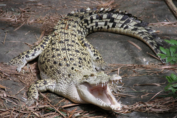 Самый крупный в мире крокодил - гребнистый (Crocodylus porosus)