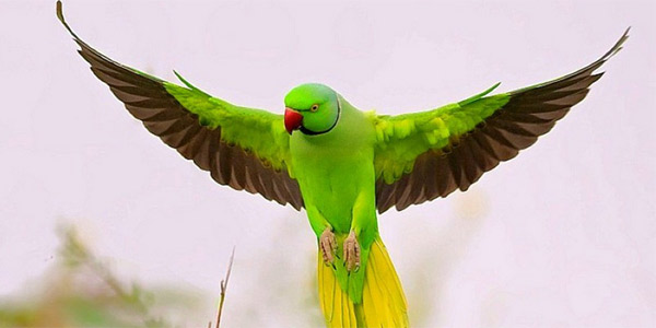 Кольчатые попугаи — содержание, разведение, цена, купить