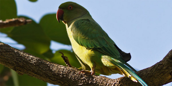 Кольчатые попугаи — содержание, разведение, цена, купить