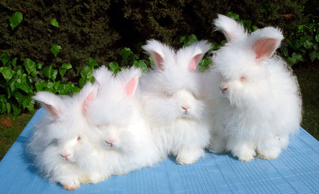 Рекомендуемый возраст приобретения ангорского кролика 2-2.5 месяца