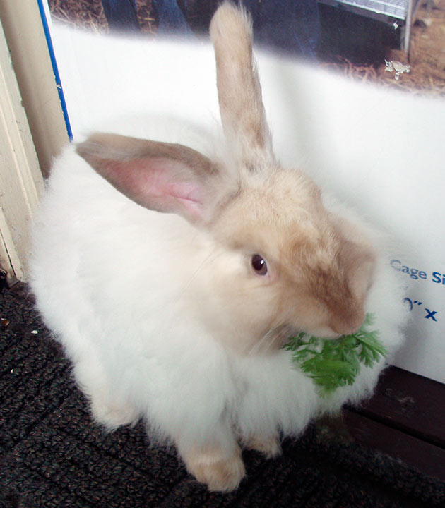 Ангорским кролика рекомендуют давать зеленые и сочные корма