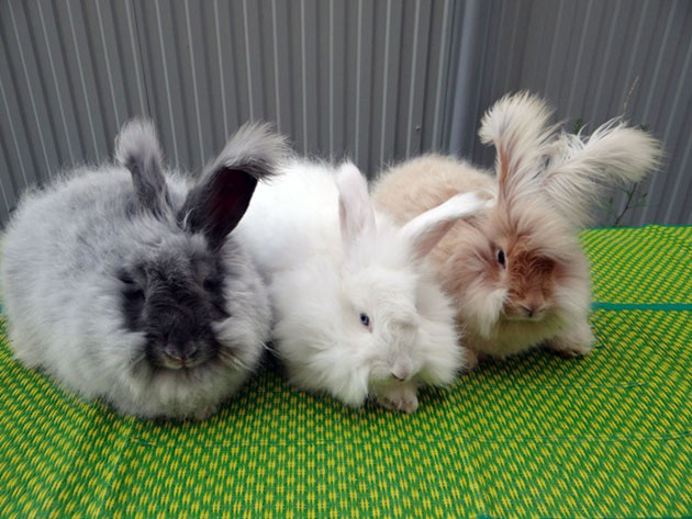 Пород ангорских кроликов достаточно много, в основном они различаются по цвету, объему шерсти