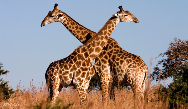 Почему у жирафа длинная шея и ноги