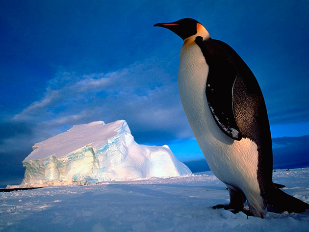 Антарктида является основным ареалом обитания императорских пингвинов