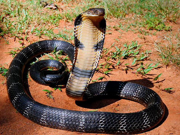 Королевская кобра - крупнейшая ядовитая змея