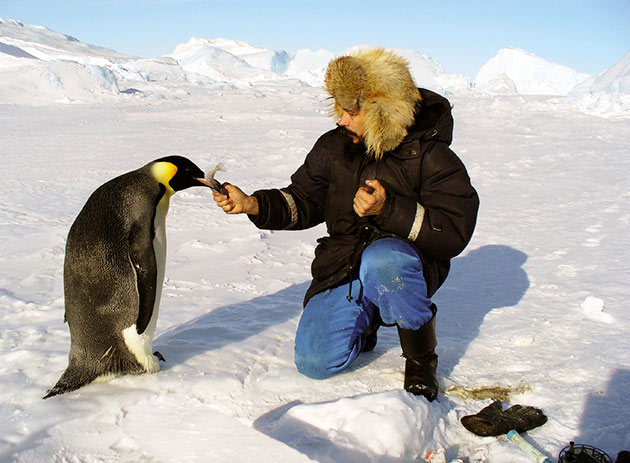 Основной рацион питания императорских пингвинов - это рыба.