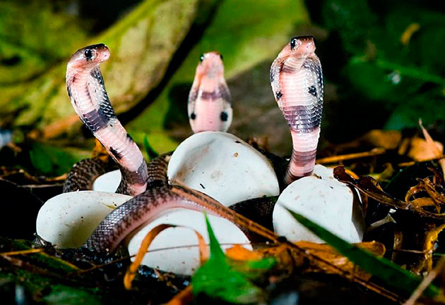 Через месяц после спаривания королевская кобра рожает потомство, как правило до 25 яиц, но всего лишь несколько особей доживают до взрослого возраста