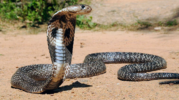 Особенностью королевской кобры является то, что при отпугивание врагов (в том числе и человека) змея может укусить, но не впрыскивать яд 