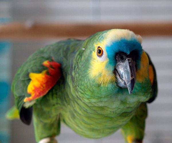 Сколько лет живут попугаи - Амазон