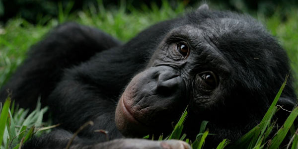 Бонобо - карликовый шимпанзе. Среда обитания, поведение, содержание