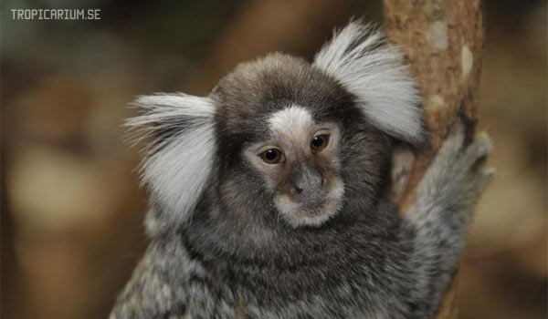 Игрунки – самые маленькие обезьянки на планете. Содержание, питание, размножение