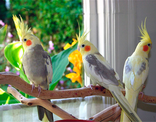 Сколько лет живут попугаи - Корелла
