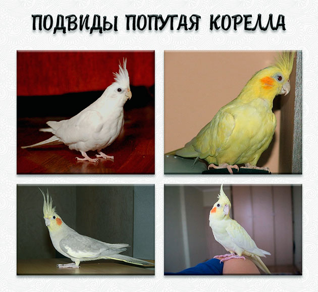 Подвидов попугая корелла существует достаточно много, отличающиеся в основном по цвету