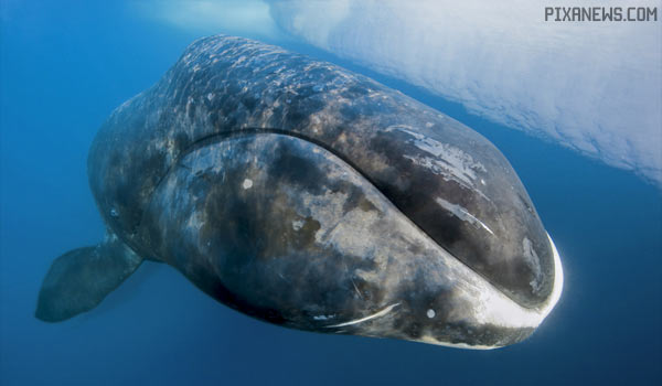 Топ 5 животных-долгожителей — Гренландский кит