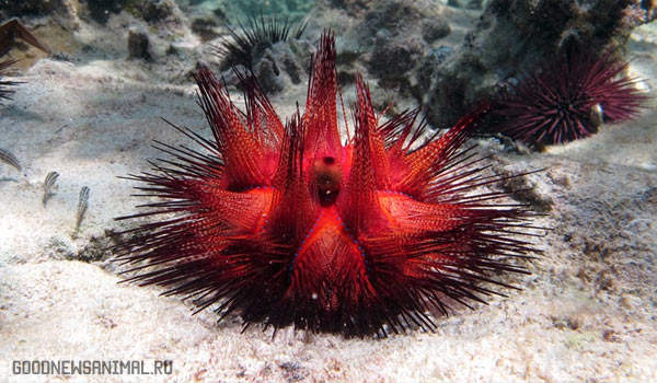 Топ 5 животных-долгожителей — Красный морской еж