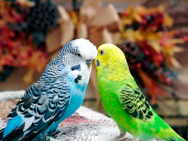 Сколько лет живут попугаи - Волнистые попугайчики