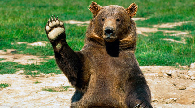 Для грызли основная опасность исходит от человека, и поэтому популярность этих медведей контролируется