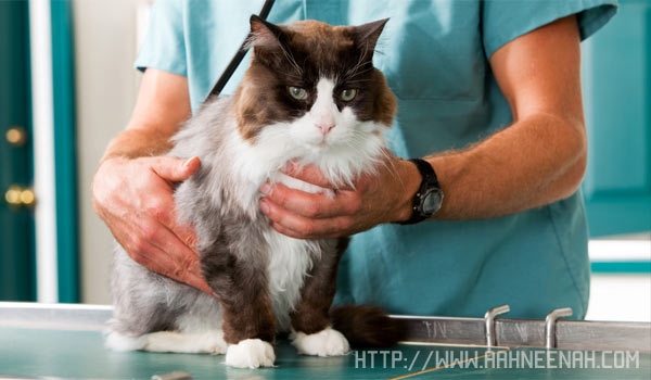 Мочекаменная болезнь у кошек - причины, симптомы, лечение, питание