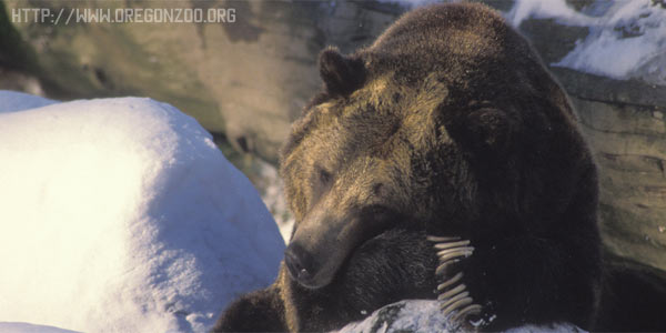 Почему медведи спят зимой