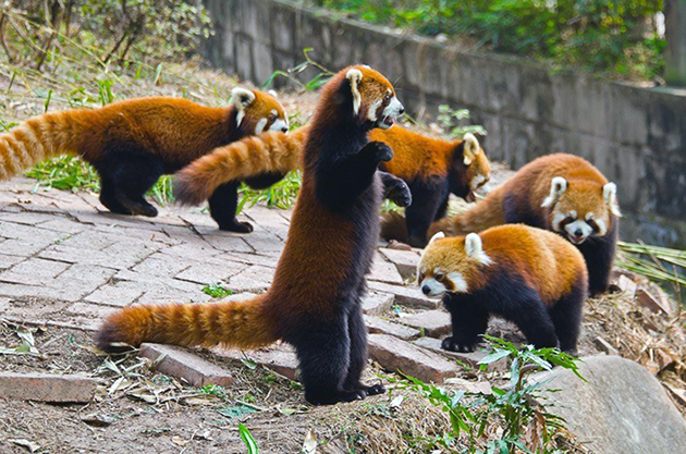 Численность малых панд крайне мала, поэтому они занесены в красную книгу