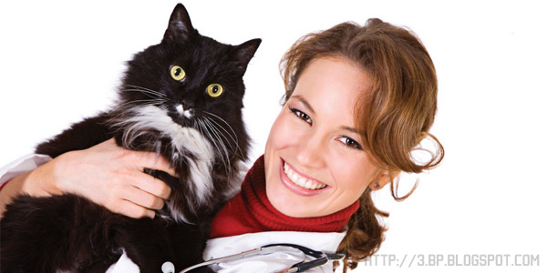 Распространенные заболевания у кошек