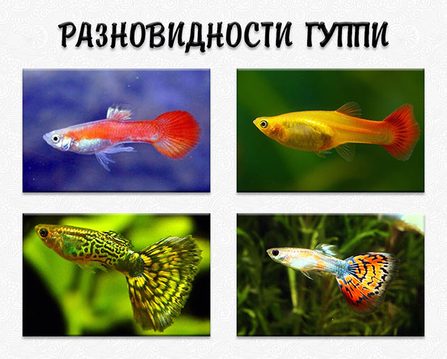 Известен ряд разновидностей рыбок гуппи, отличающихся по форму и окрасу