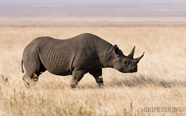 Черный носорог