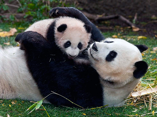 Самка большой панды рожает всего лишь 1 раз в 2 года